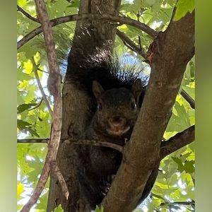 🐿️🌰Make me an offer!🥜🐿️